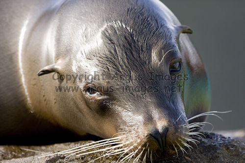 A sad seal?